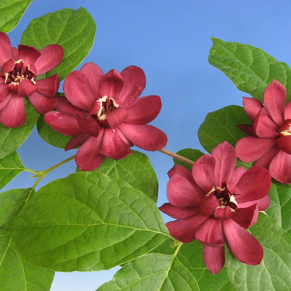 クロバナロウバイ ハートレッジワイン 1