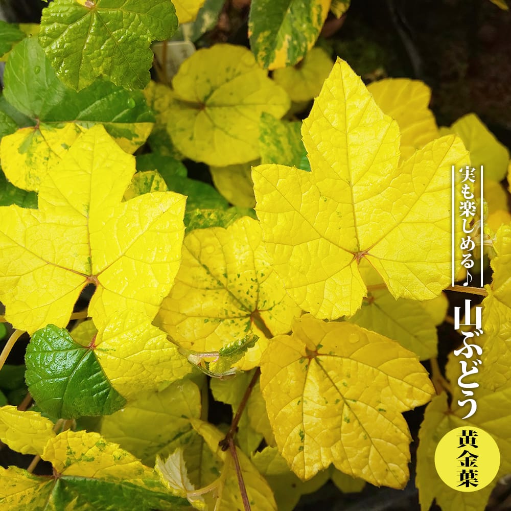 ブドウ 黄金葉 