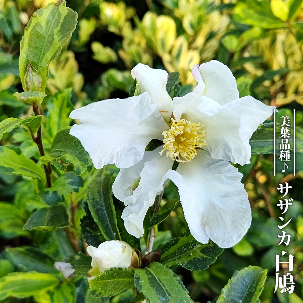 サザンカ 白鳩 三光斑 