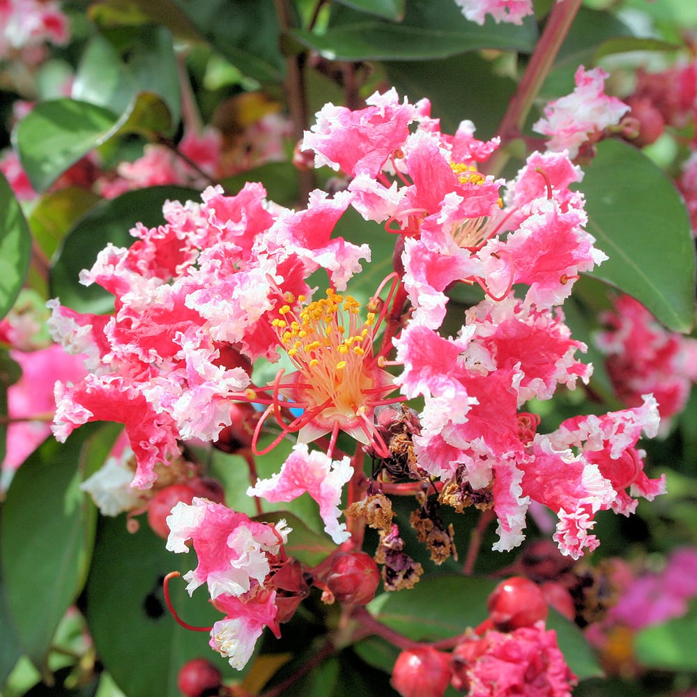 サルスベリ 夏祭り 3