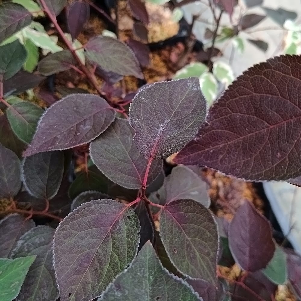 ウメ 紅葉 紅花 1