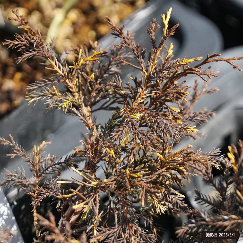 シンパク 糸魚川真柏 斑入 1
