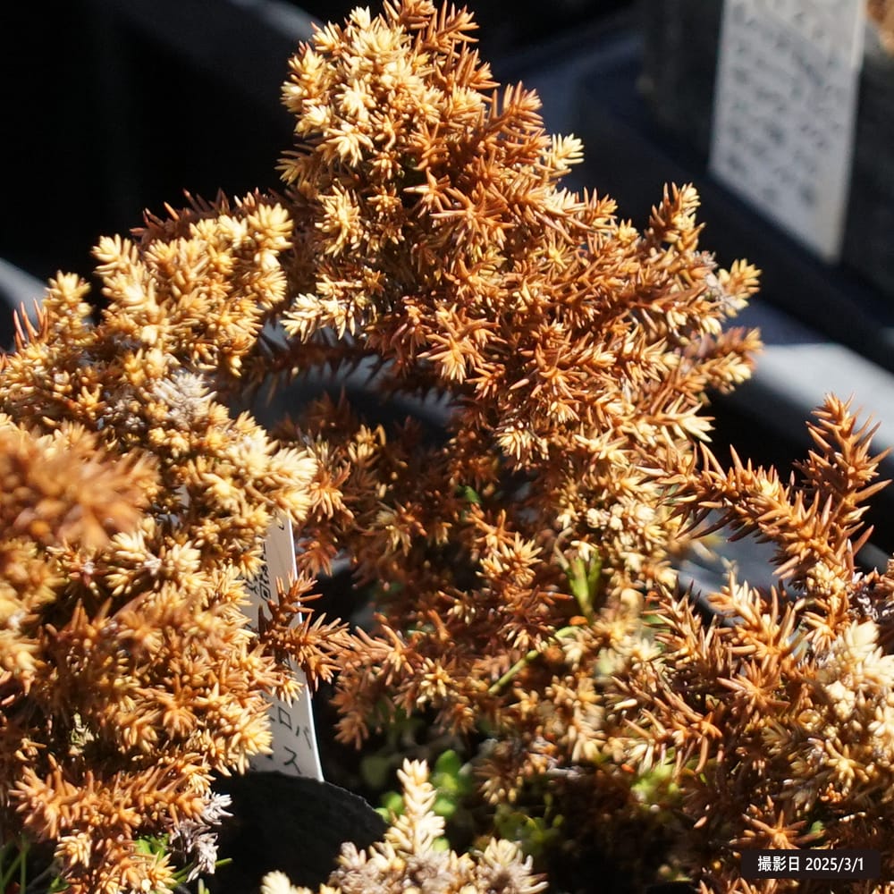 スギ 瑞寿錦の通販 苗木部 By 花ひろばオンライン