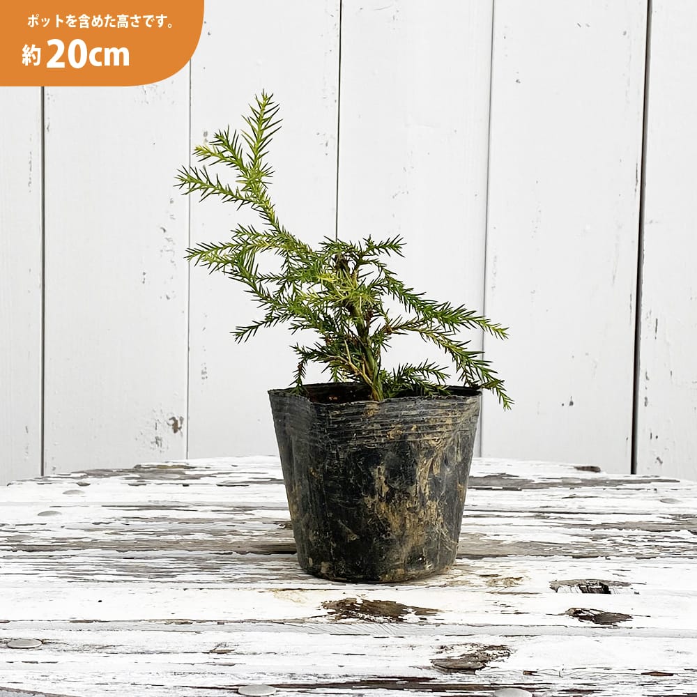 スギ 斑入 苗 販売 苗木部 By 花ひろばオンライン