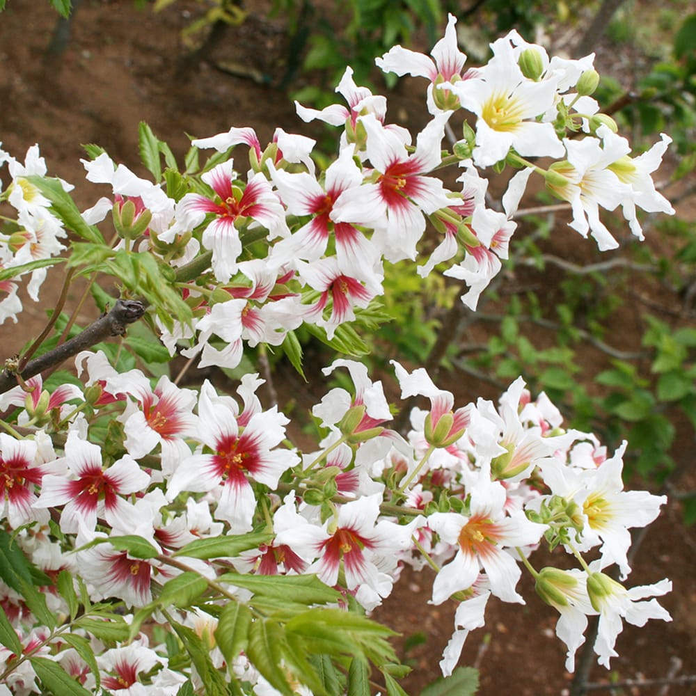 文冠果 文冠果 1