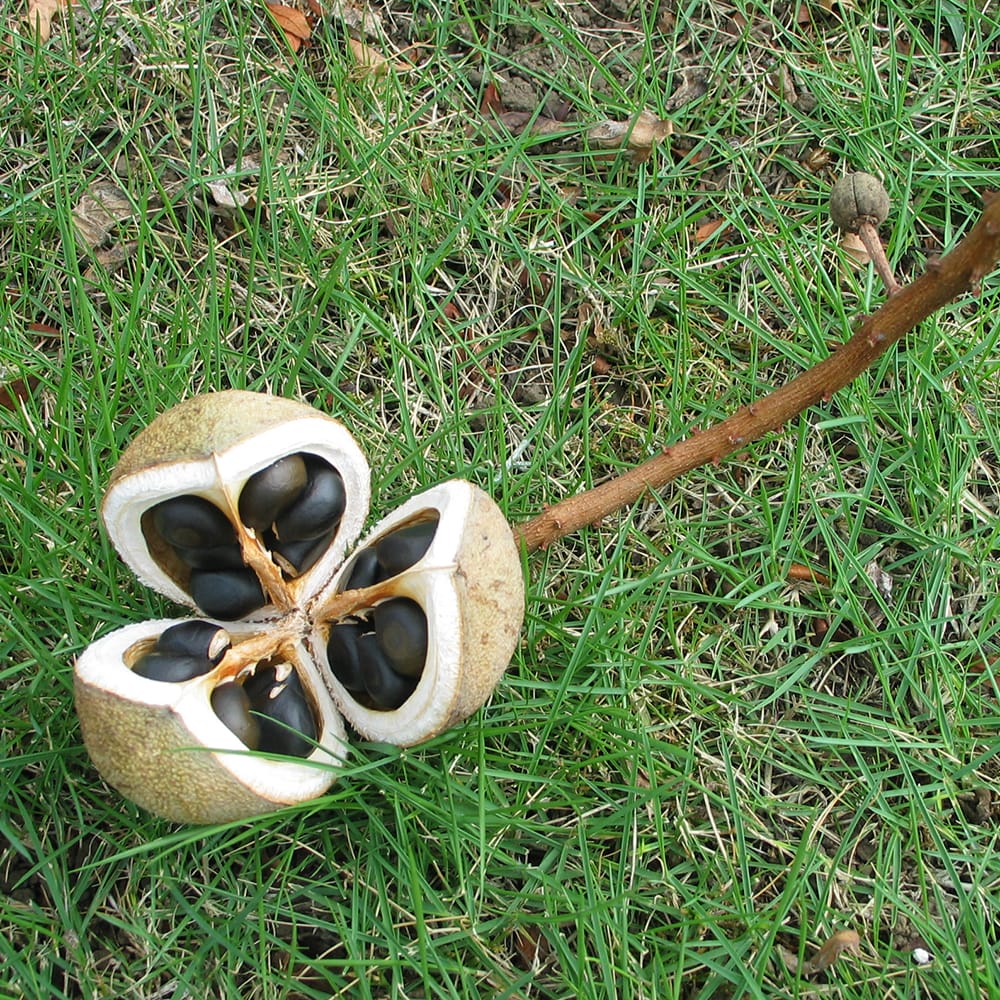 文冠果 文冠果 2