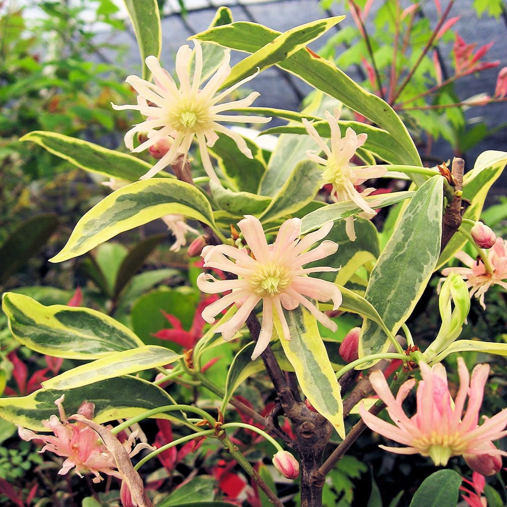 シキミ 白フクリン斑 1