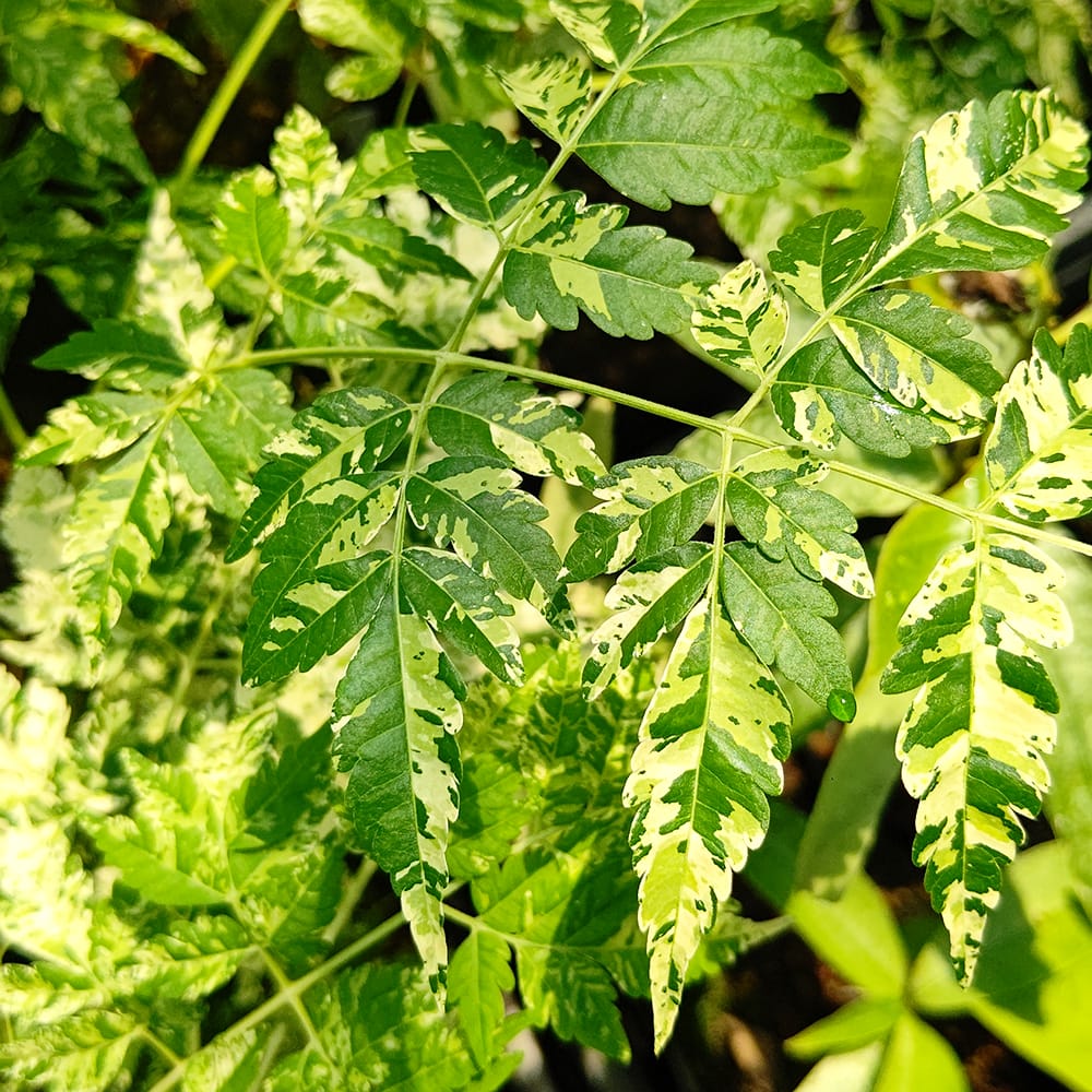 センダン 佐野錦 1