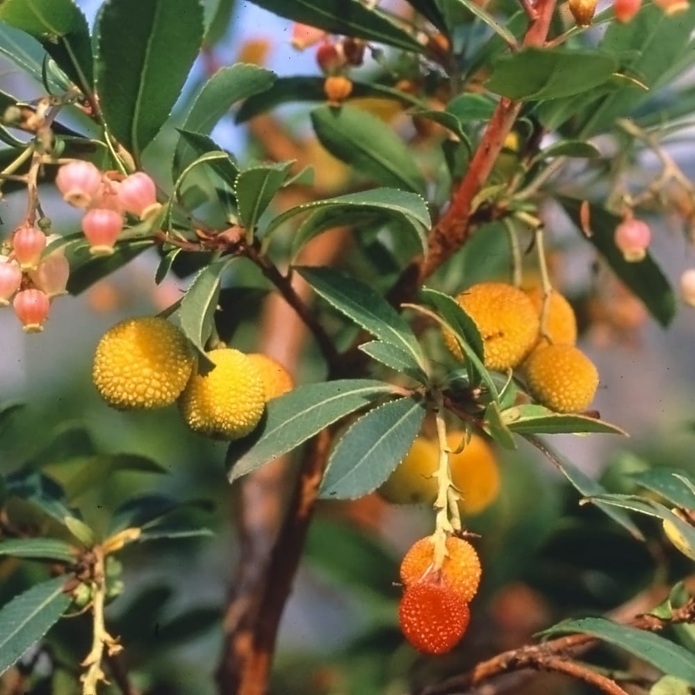 イチゴノキ 赤花ヒメイチゴノキ 1