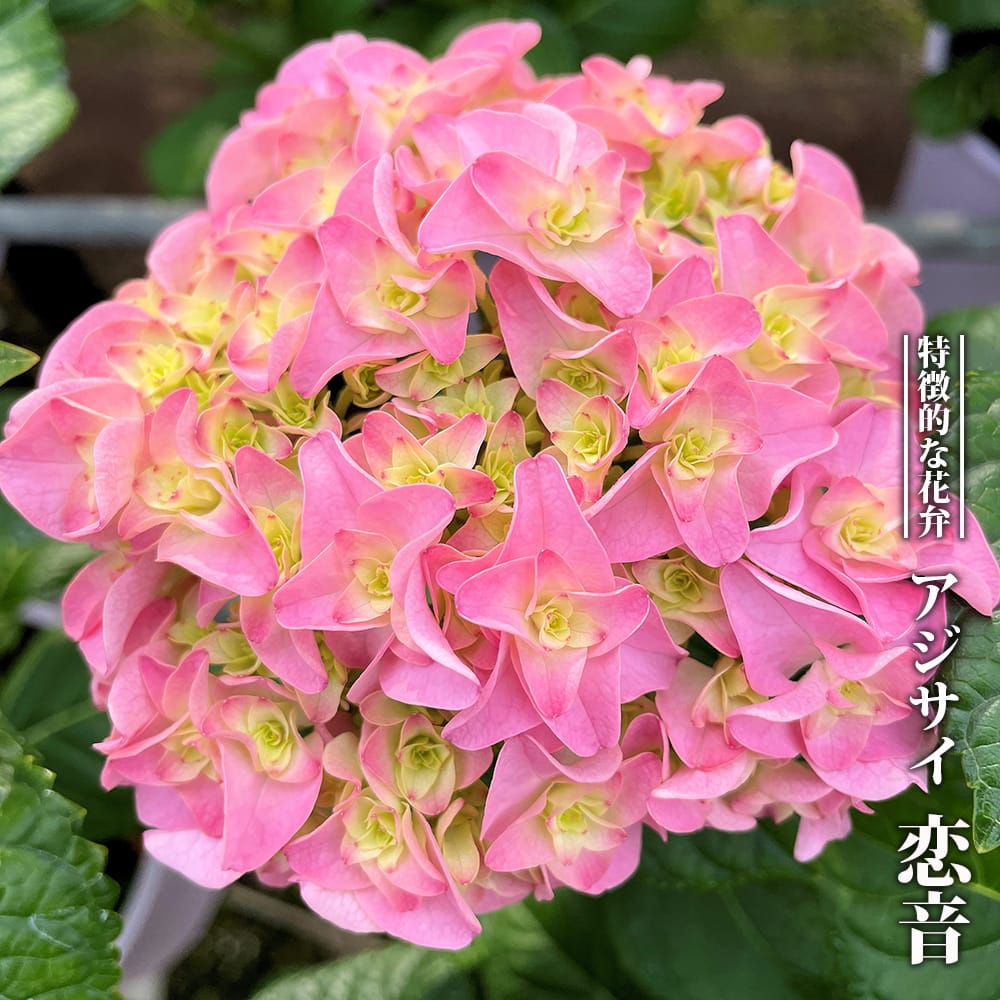 アジサイ 恋音 