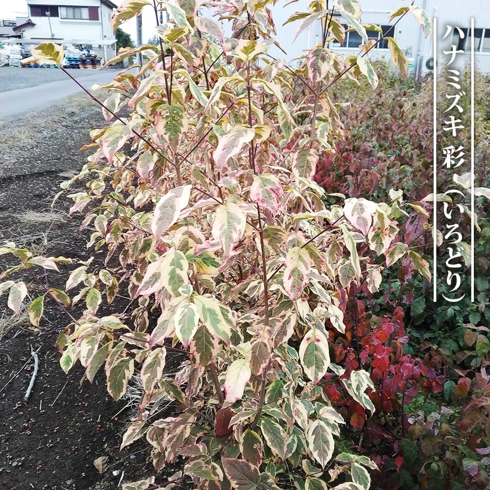 花水木 彩 苗 販売 苗木部 By 花ひろばオンライン