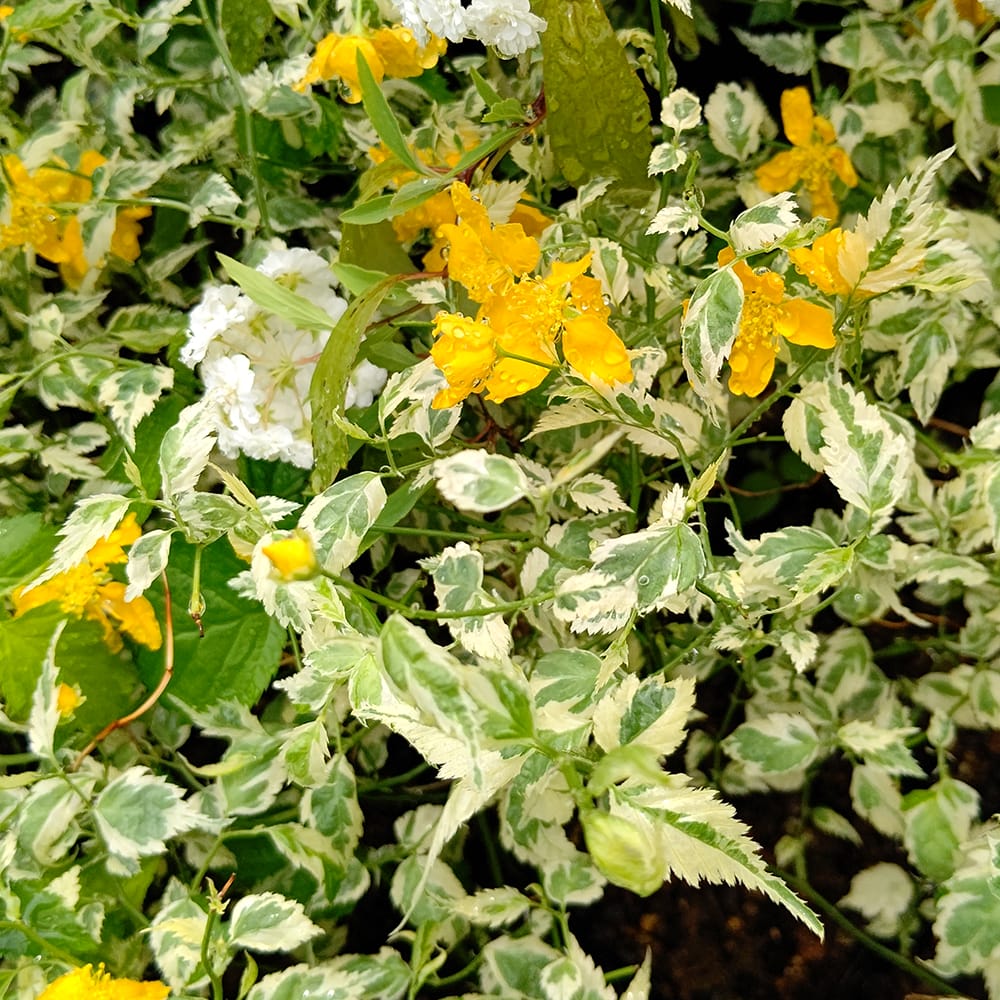 ヤマブキ 白フクリン斑 1