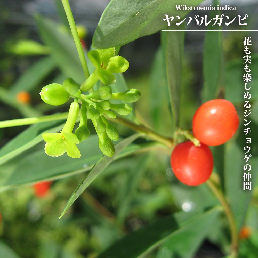 ヤンバルガンピ ヤンバルガンピ 