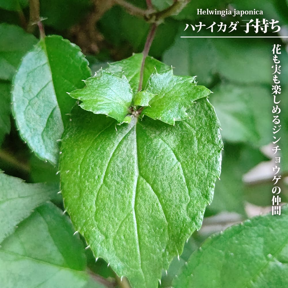 ハナイカダ 子持ち 苗 販売 苗木部 By 花ひろばオンライン