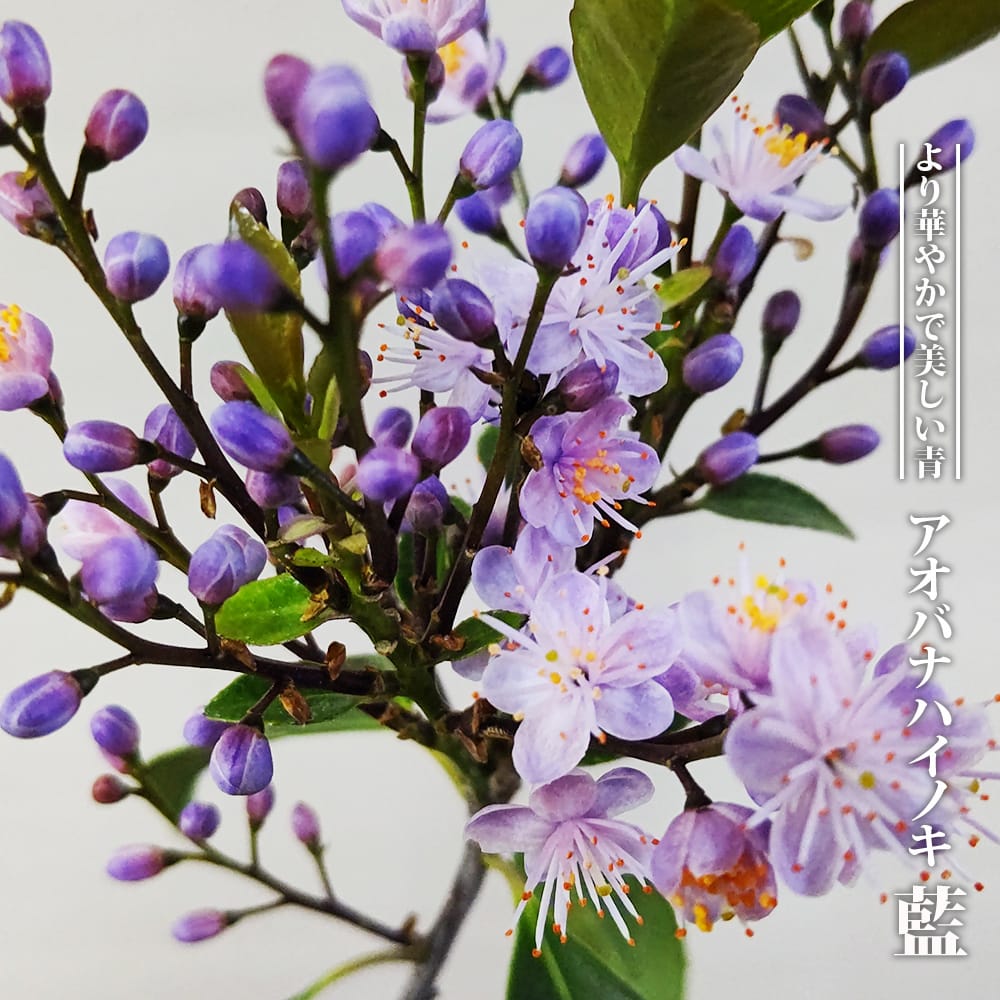 ハイノキ  青花 藍 