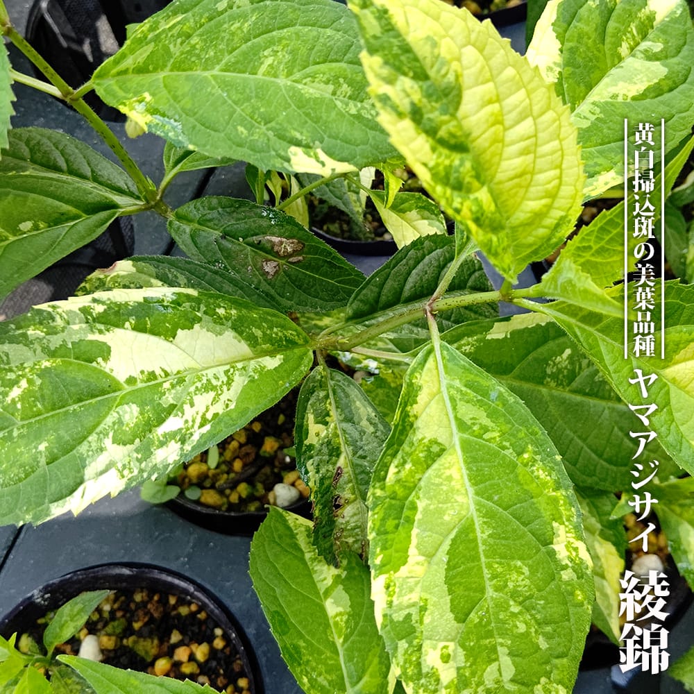 アジサイ 綾錦 苗 販売 苗木部 By 花ひろばオンライン