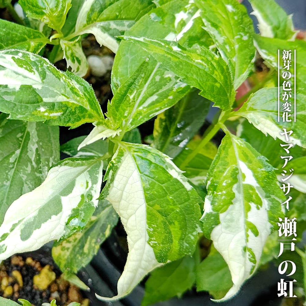 アジサイ 瀬戸の虹 苗 販売 苗木部 By 花ひろばオンライン