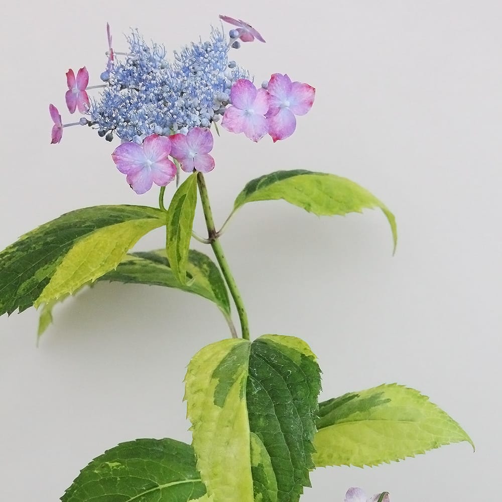 アジサイ 瀬戸の虹 苗 販売 苗木部 By 花ひろばオンライン