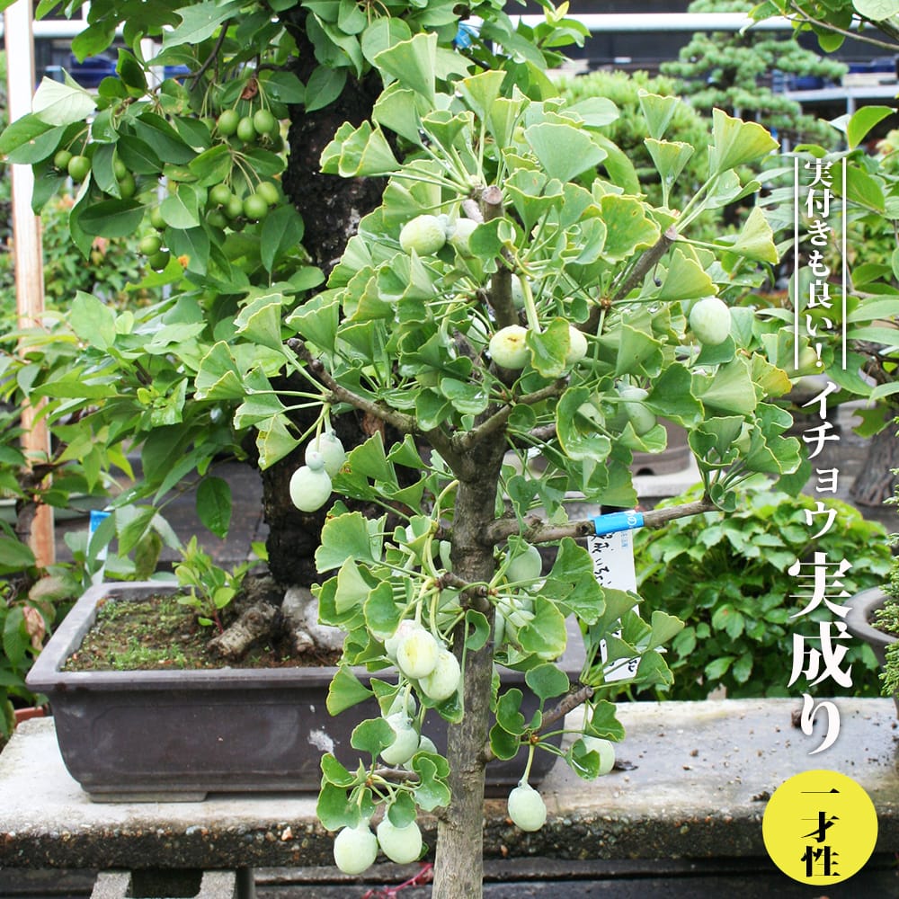 銀杏 実成り 一才性 