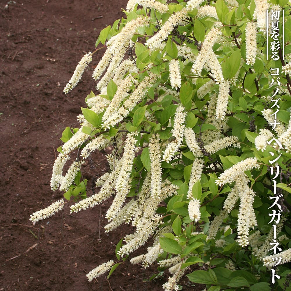 コバノズイナ ヘンリーズガーネット 