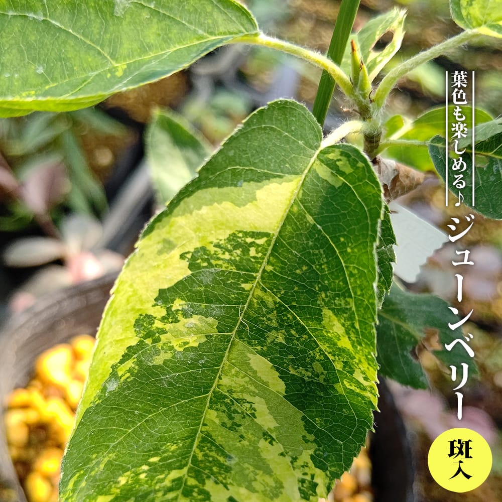 ジューンベリー 斑入 