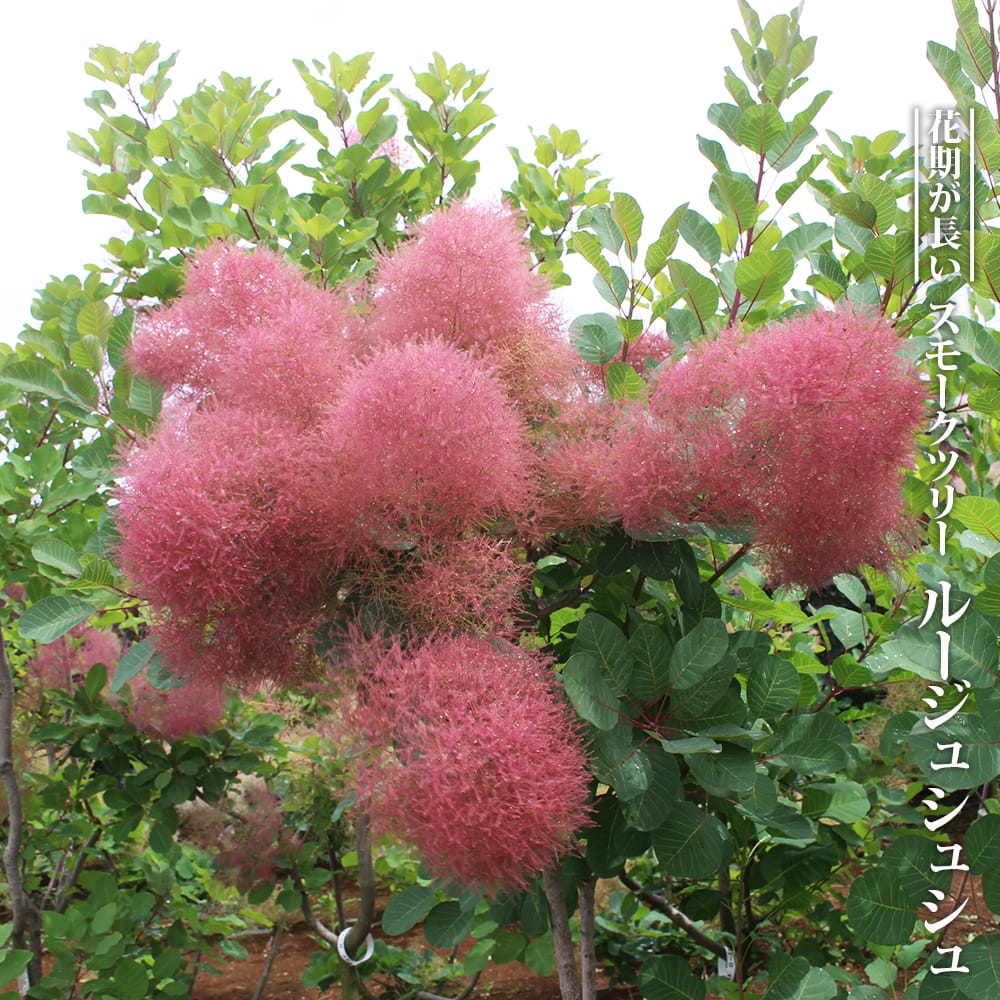 スモークツリー ルージュシュシュ 苗 販売 苗木部 By 花ひろばオンライン