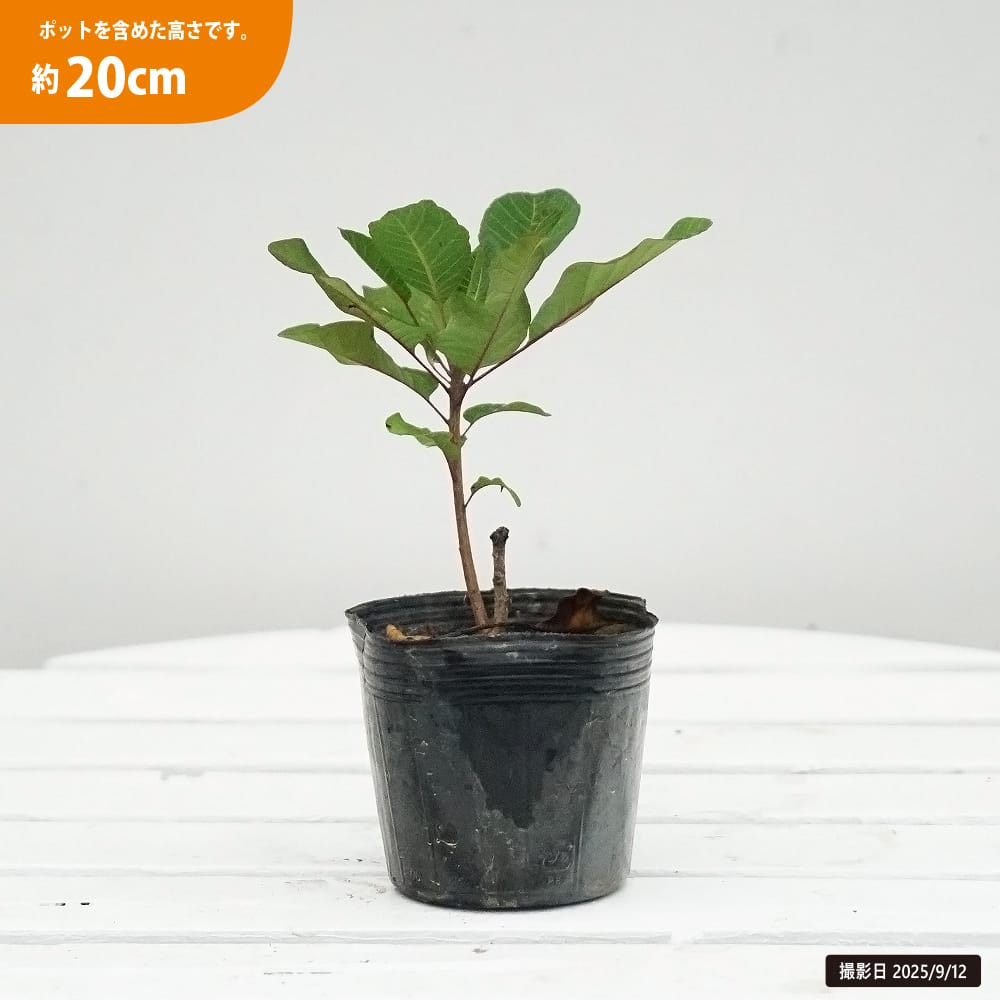 スモークツリー ルージュシュシュ 苗 販売 苗木部 By 花ひろばオンライン