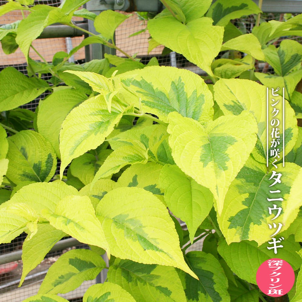 タニウツギ 深フクリン斑 