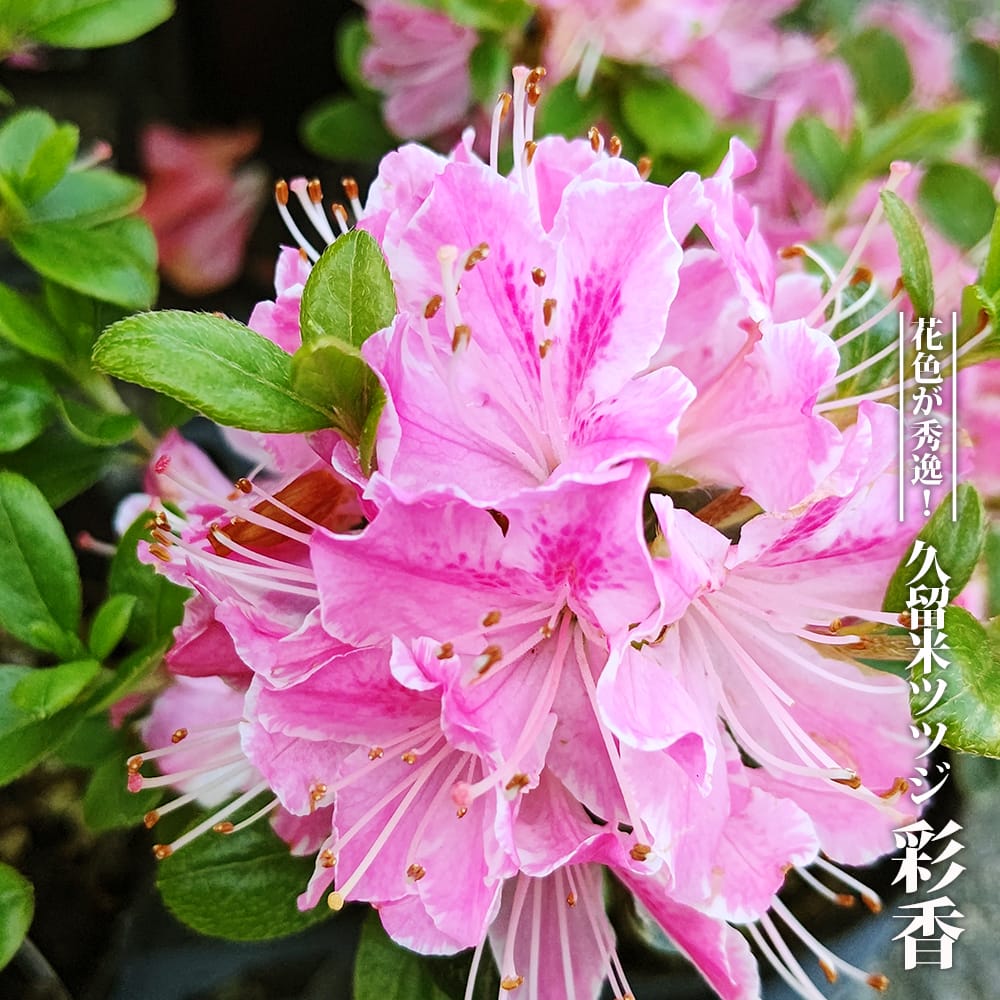 ツツジ 彩香 