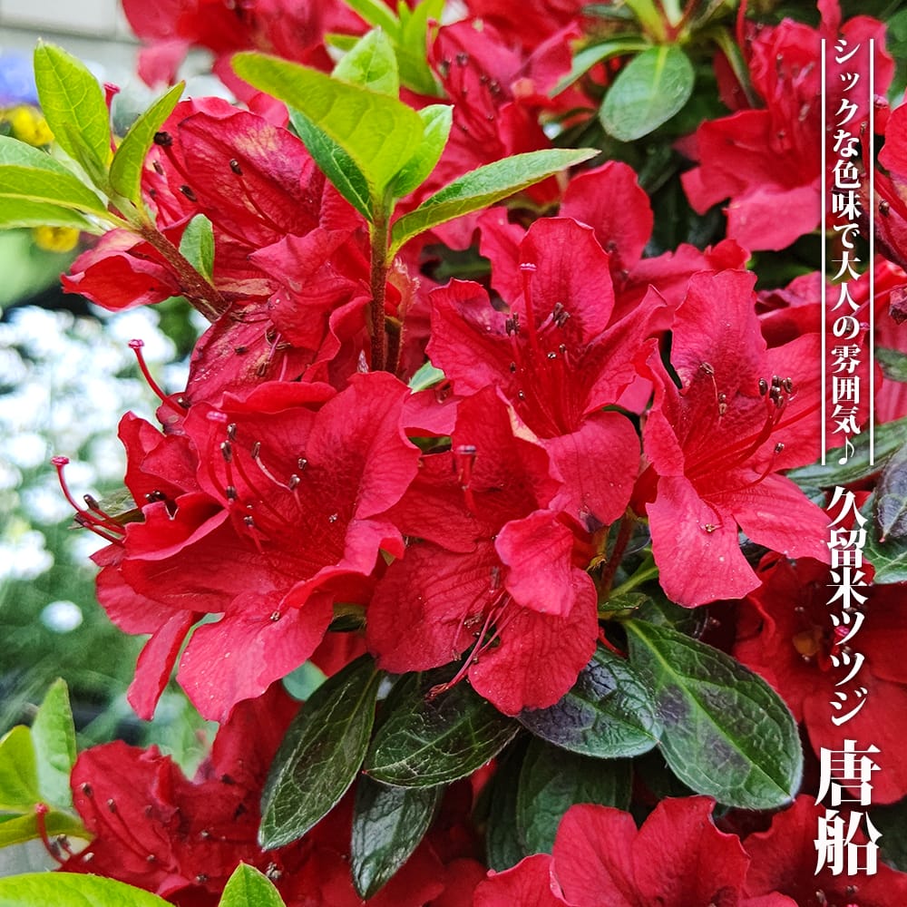 ツツジ 唐船 