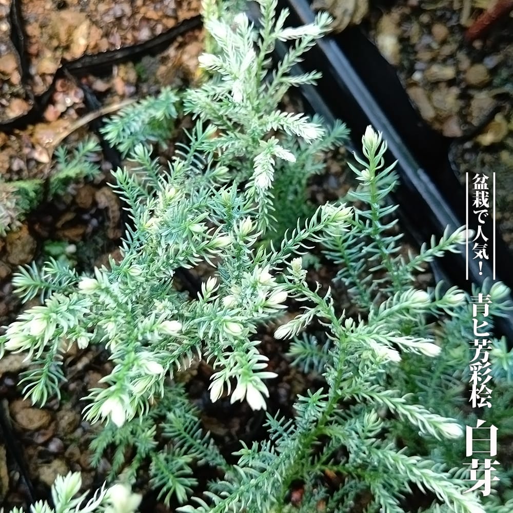 ヒノキ 青ヒ芳彩桧 白芽 