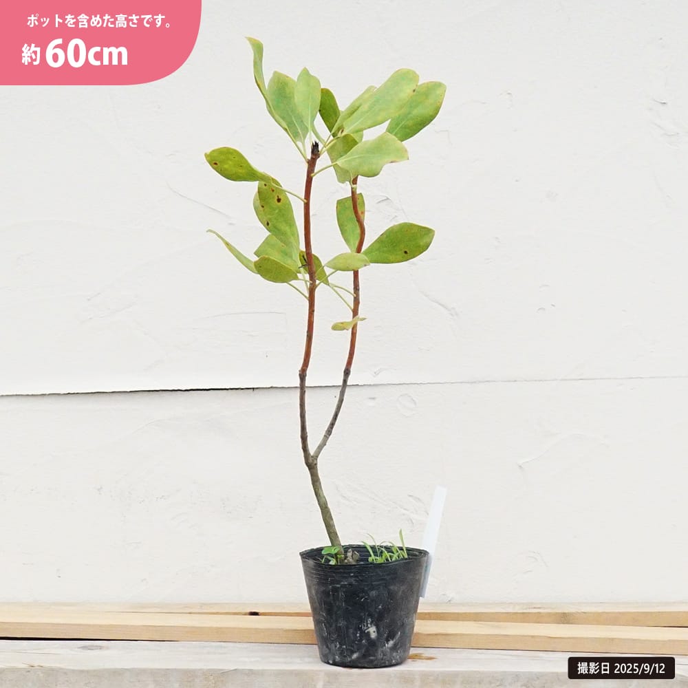 プロテア キングプロテア 苗 通販 苗木部 By 花ひろばオンライン