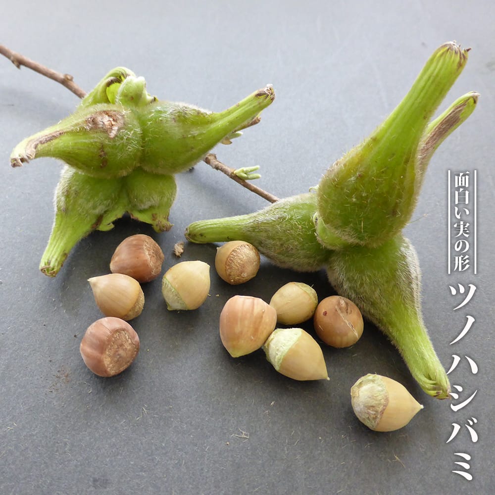 ツノハシバミ 実生 