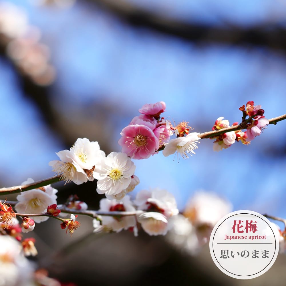 ウメ 思いのまま 