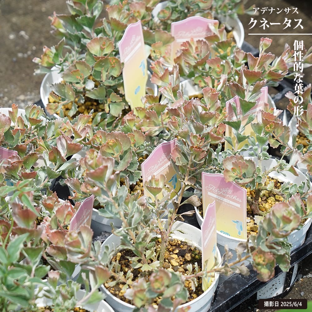 アデナンサス バスケットフラワー 