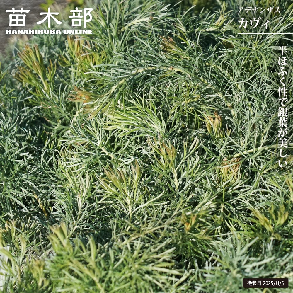 アデナンサス カヴィ 