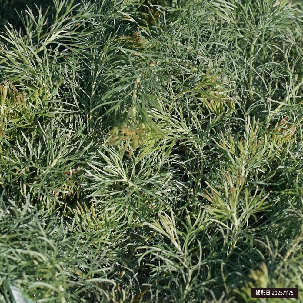 アデナンサス カヴィ 1