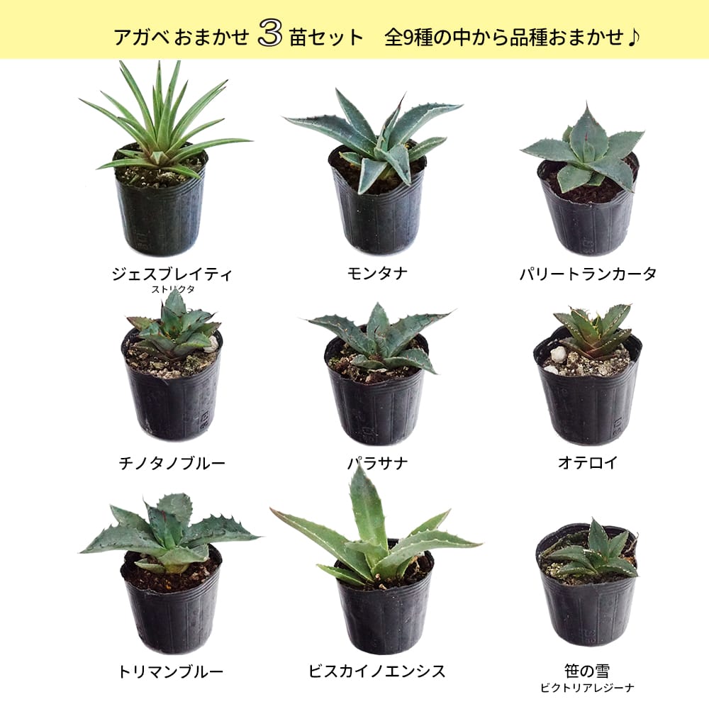 アガベ おまかせ3苗セット 2号ポット苗