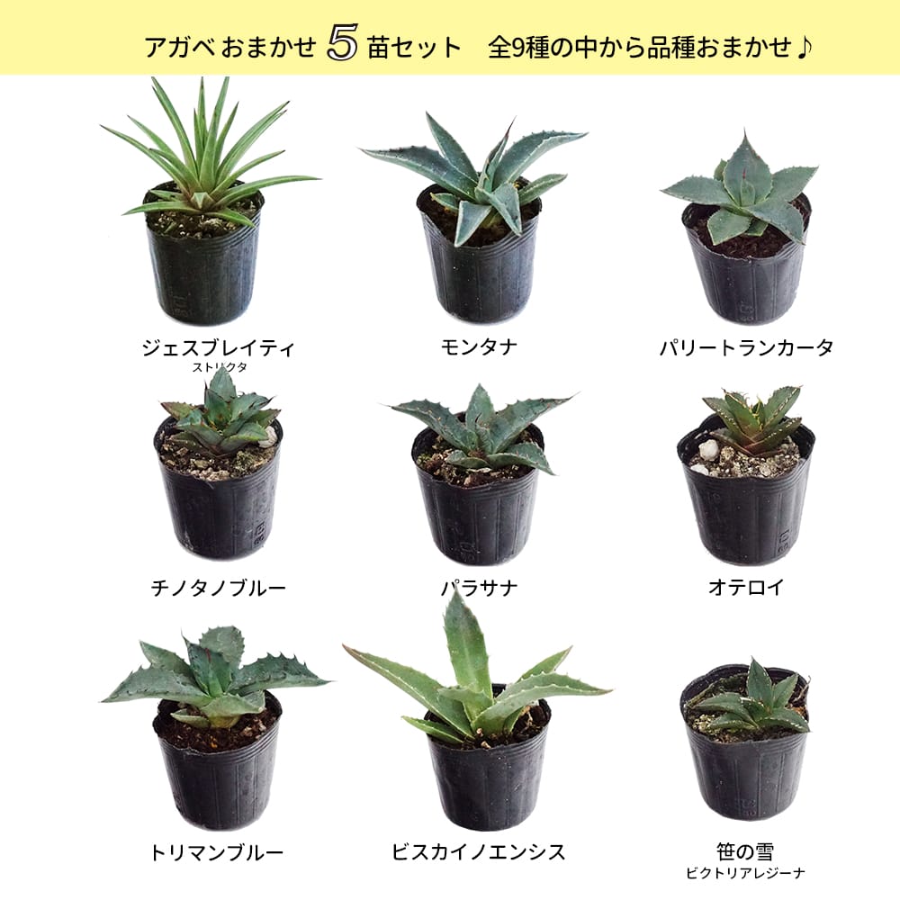 アガベ おまかせ5苗セット 2号ポット苗