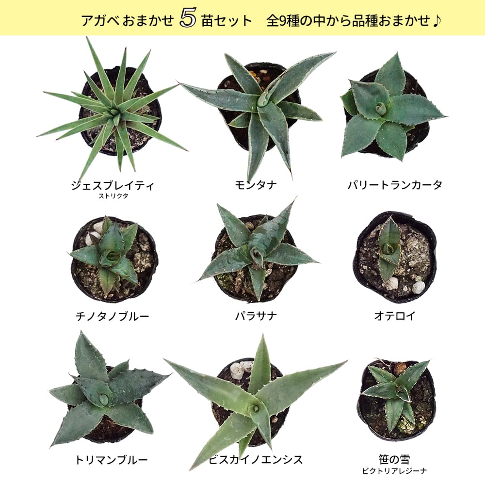 アガベ おまかせ5苗セット 2号ポット苗