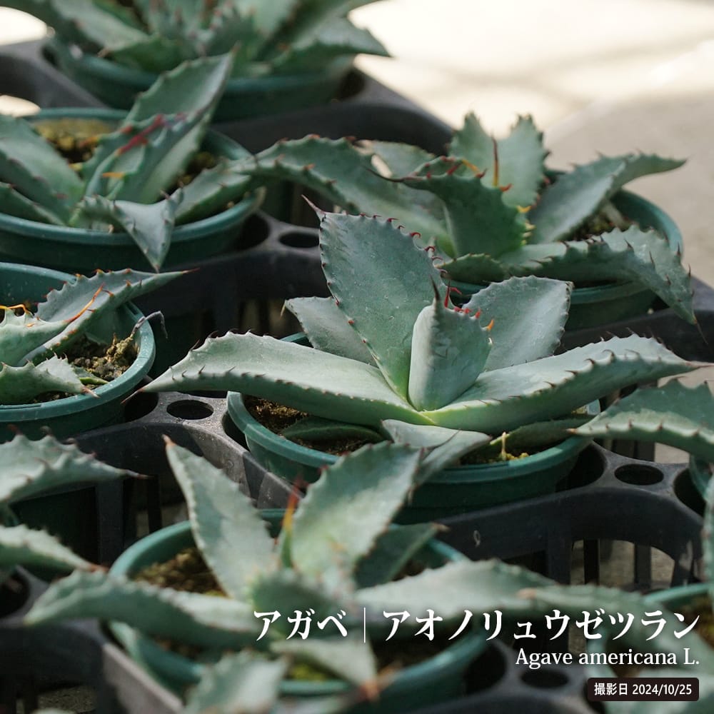 リュウゼツラン アオノリュウゼツラン 苗 販売 苗木部 By 花ひろば