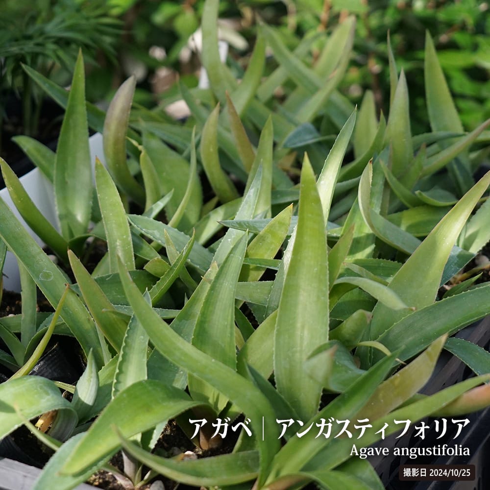 リュウゼツラン アンガスティフォリア バリエガータ 苗 販売 苗木部