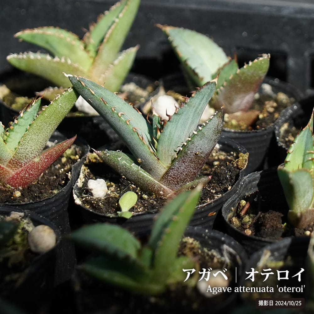 リュウゼツラン オテロイ 