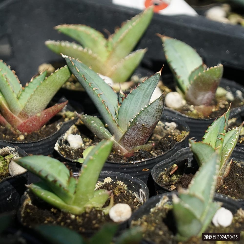 リュウゼツラン オテロイ 1