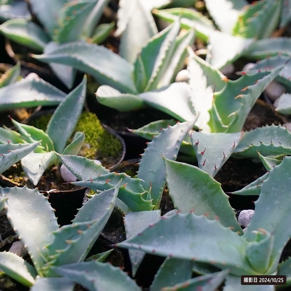 リュウゼツラン トリマンブルー 苗 販売 苗木部 By 花ひろばオンライン