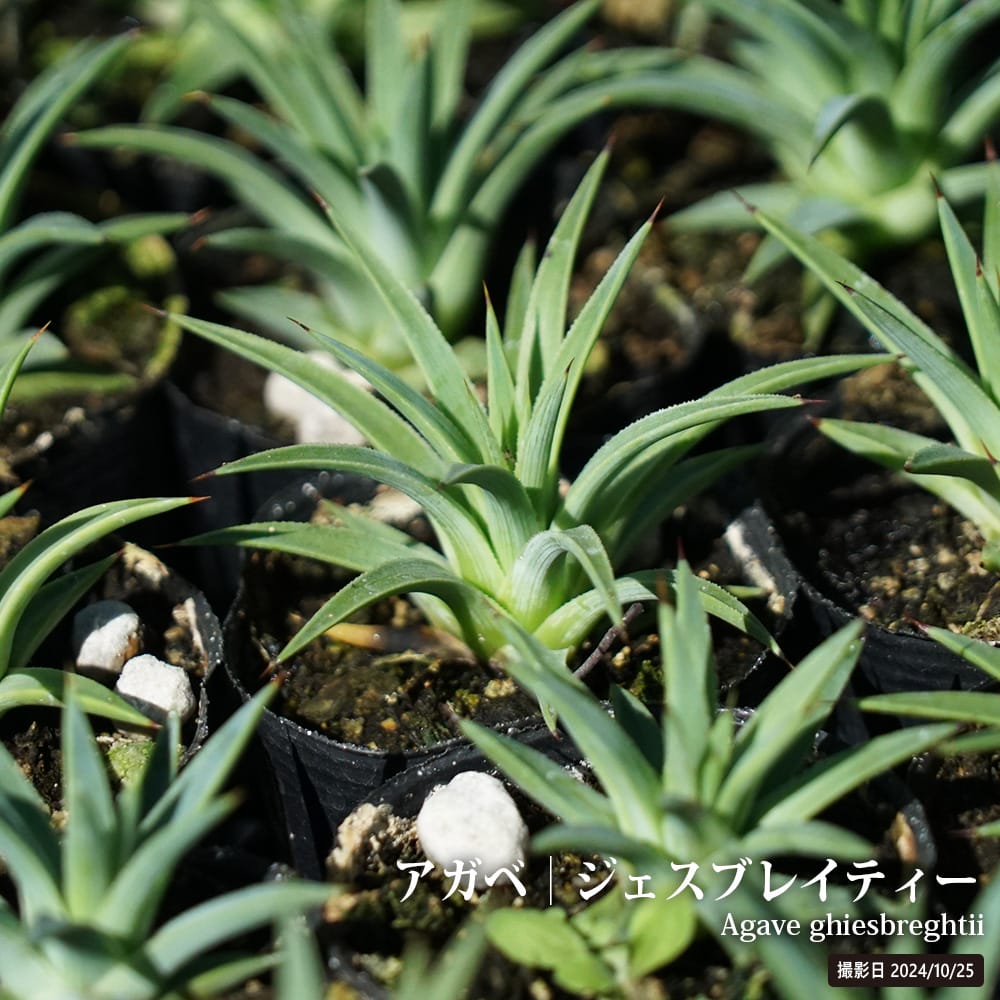 リュウゼツラン パープソラム 