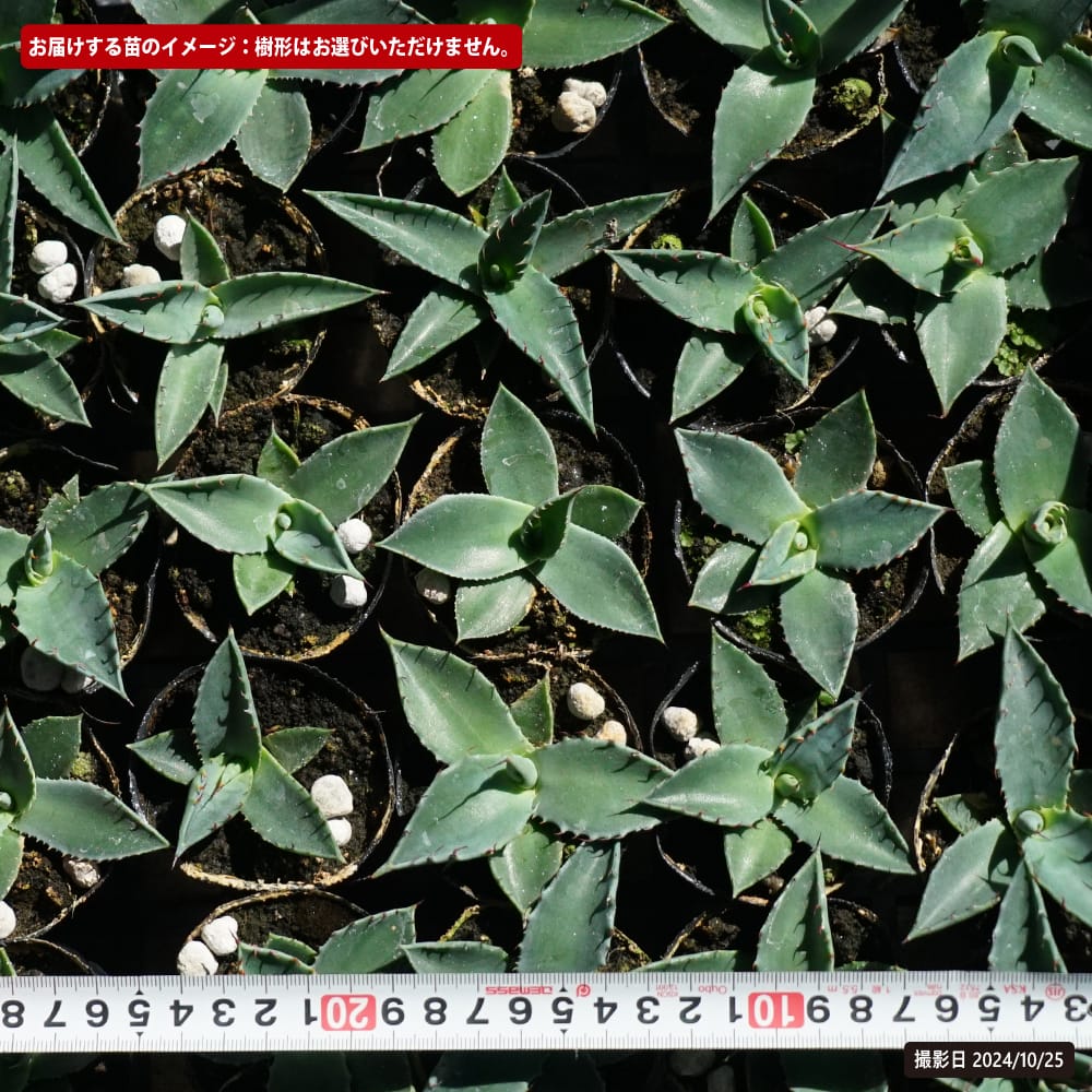 リュウゼツラン パラサナ 苗 販売 苗木部 By 花ひろばオンライン