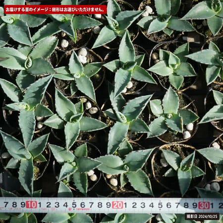 リュウゼツラン パリートランカータ 苗 販売 苗木部 By 花ひろばオンライン