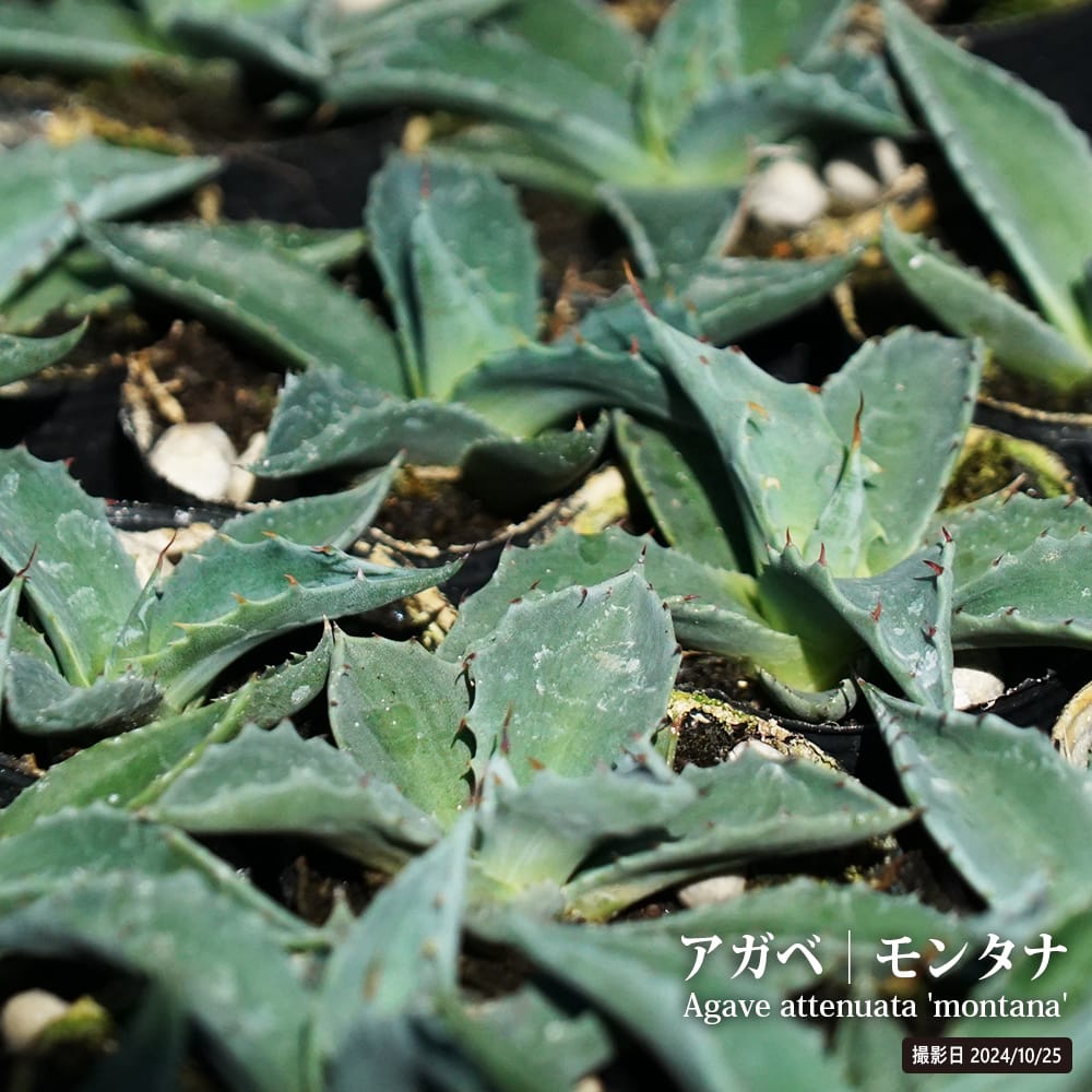 リュウゼツラン モンタナ 