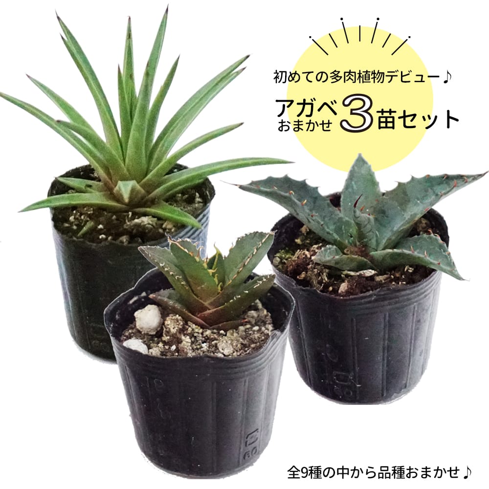 アガベ おまかせ3苗セット 2号ポット苗